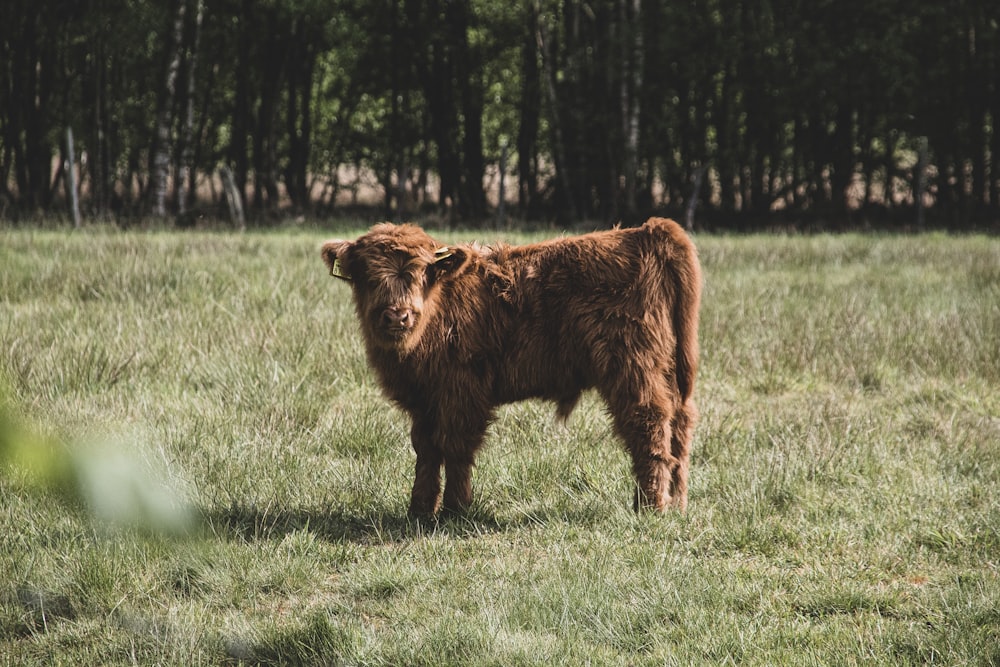 mucca marrone sul campo di erba verde durante il giorno