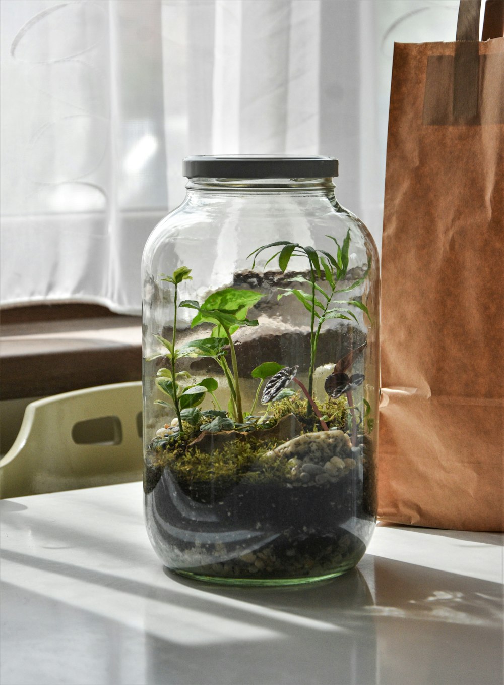 green plant in clear glass jar