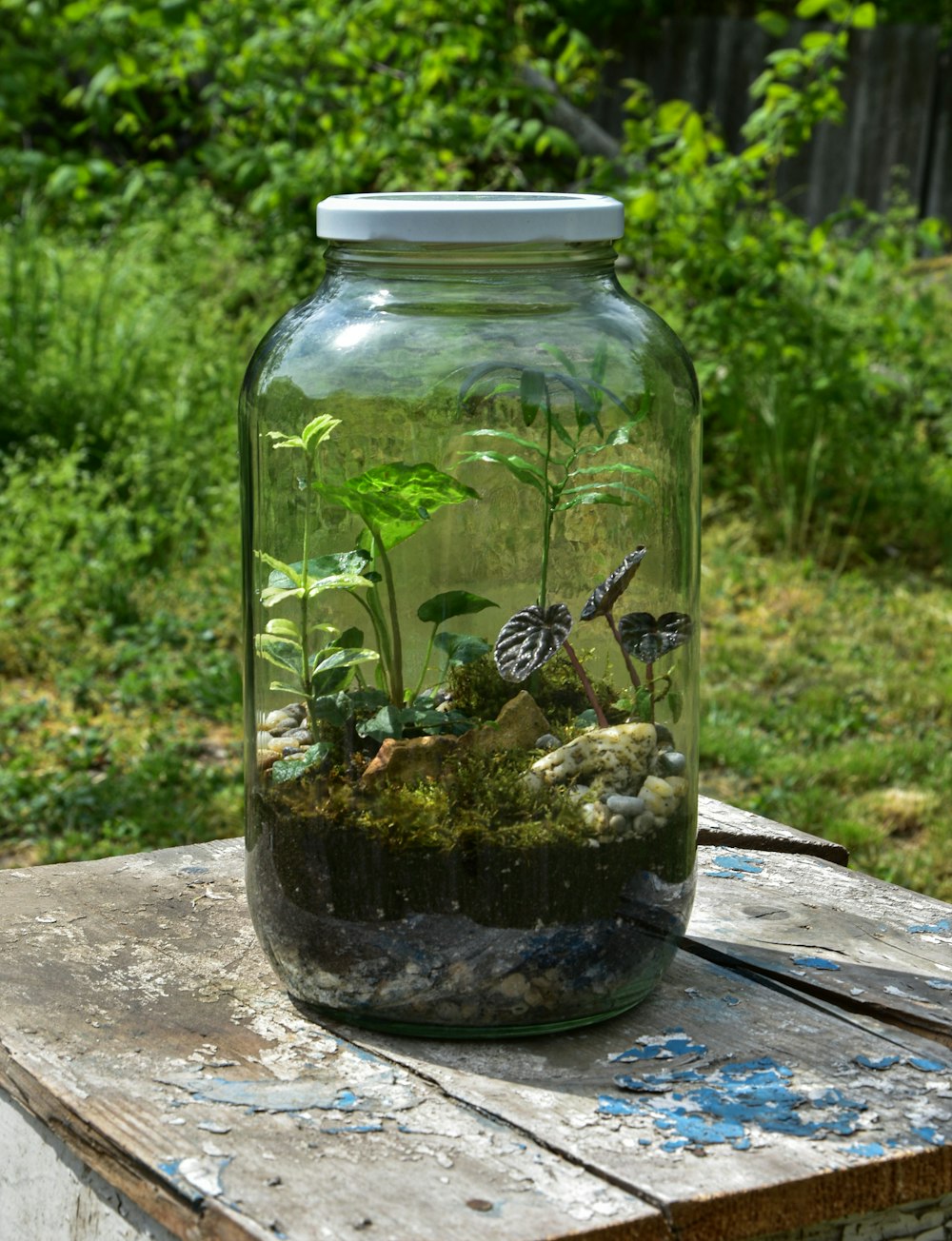 bocal en verre transparent avec plante verte