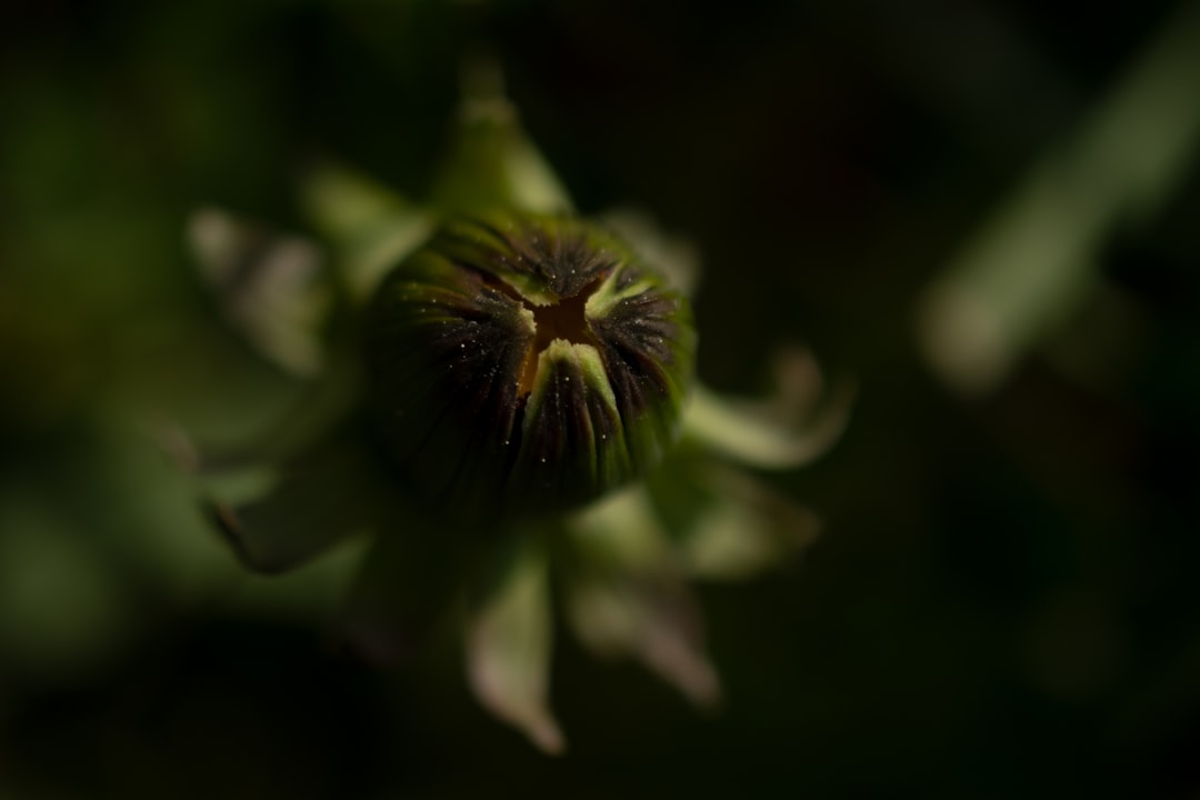 green flower in macro lens