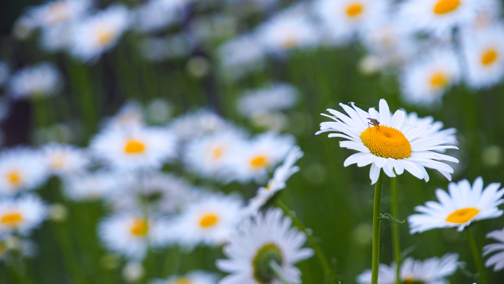 weißes und gelbes Gänseblümchen blüht tagsüber