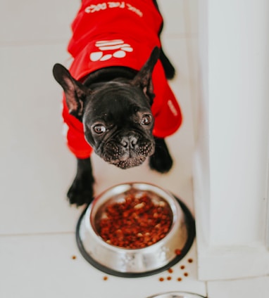 black pug wearing red and white santa hat