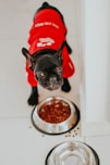 black pug wearing red and white santa hat