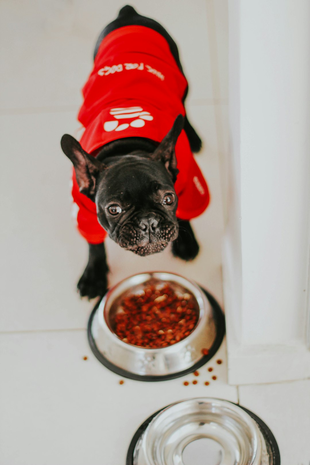 black pug wearing red and white santa hat