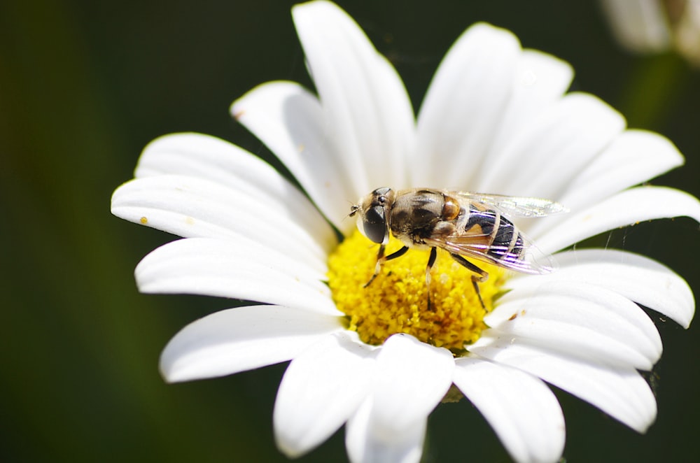 black and yellow bee on white daisy