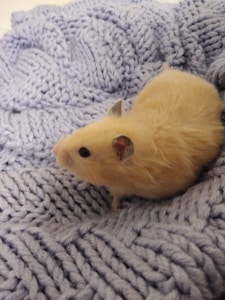Hamster Exercise Wheel