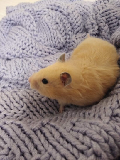 A small, light brown hamster is nestled on a soft, light purple knitted blanket.