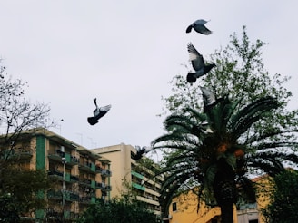 A group of pigeons is captured mid-flight against a backdrop of residential buildings and lush greenery. The sky is overcast, lending an urban and somewhat serene atmosphere. Palm trees and other vegetation are visible, contrasting with the rigid lines of the apartment buildings.