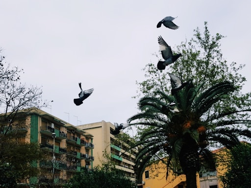 A group of pigeons is captured mid-flight against a backdrop of residential buildings and lush greenery. The sky is overcast, lending an urban and somewhat serene atmosphere. Palm trees and other vegetation are visible, contrasting with the rigid lines of the apartment buildings.