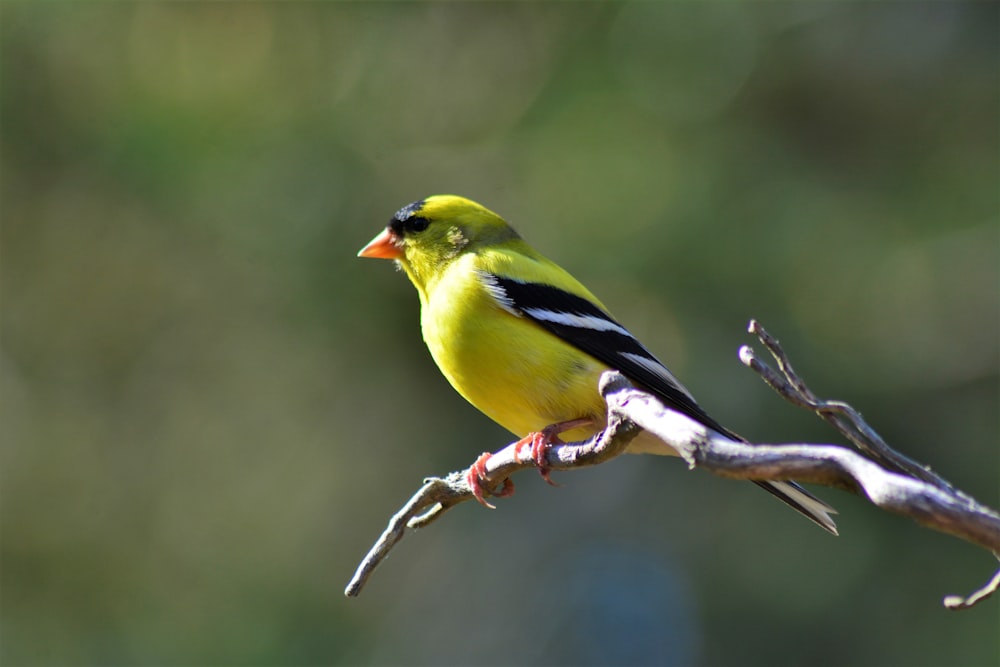 yellow black and white bird