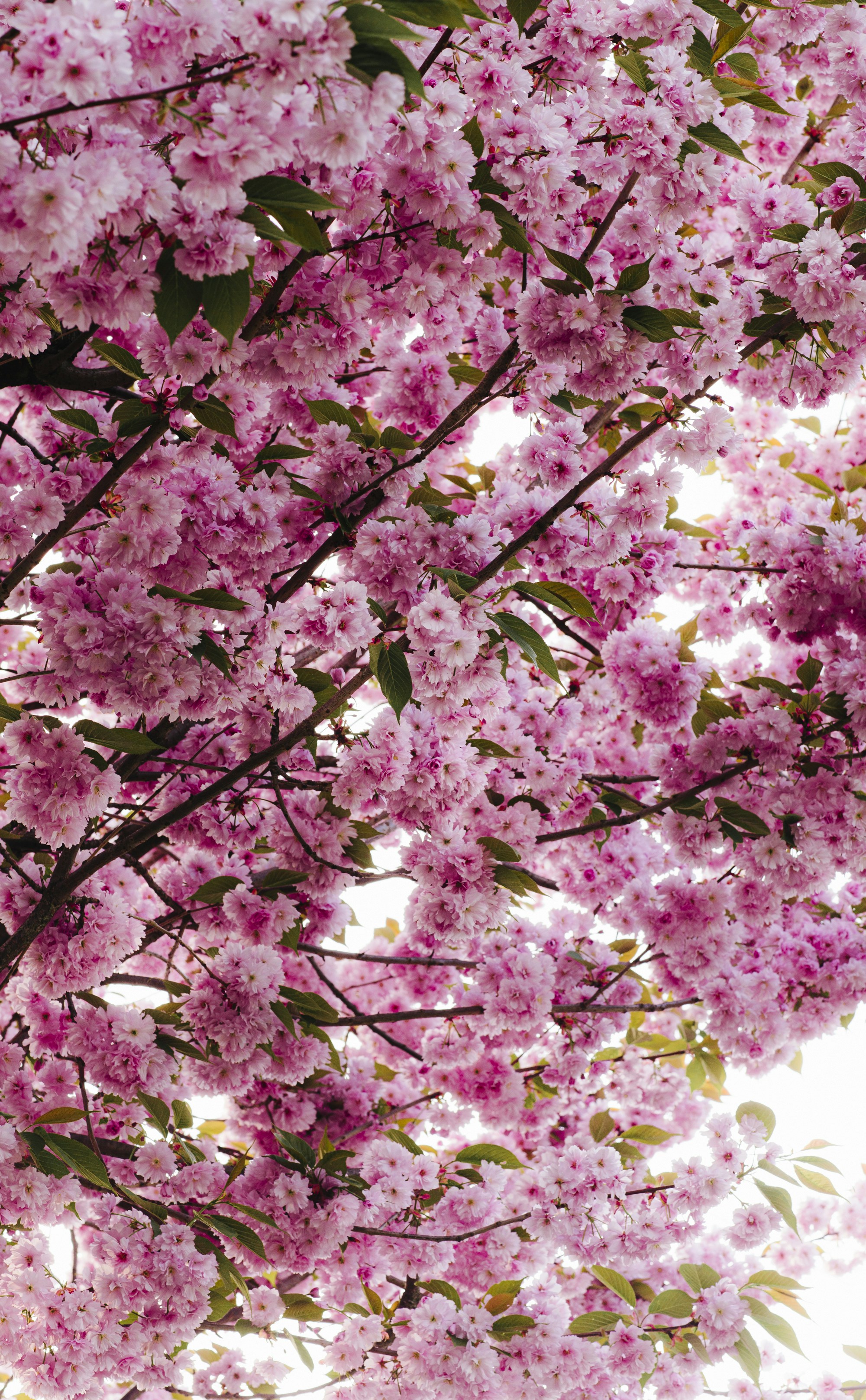 Photo by giorgiiremadze