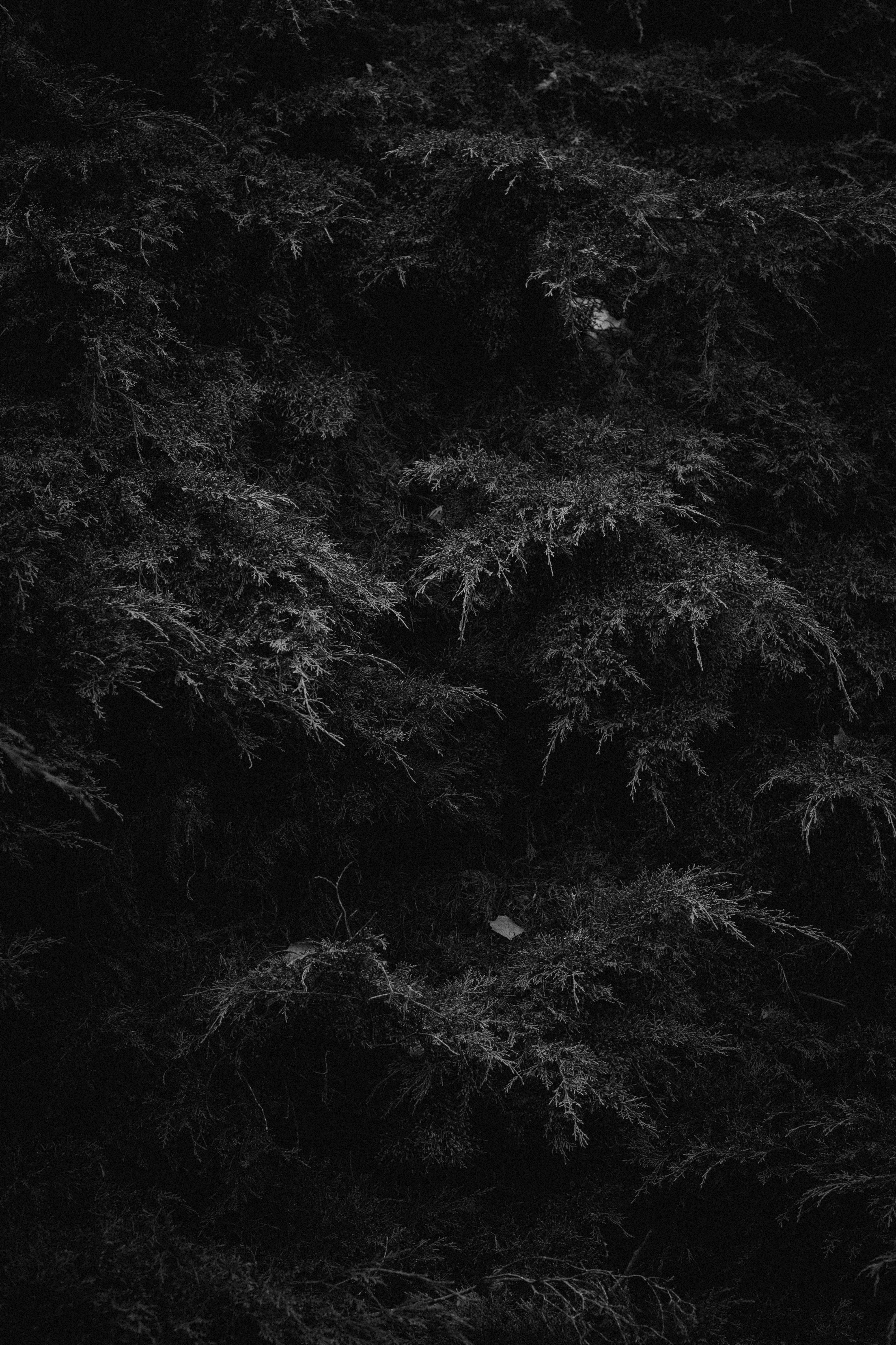 Photo by giorgiiremadze