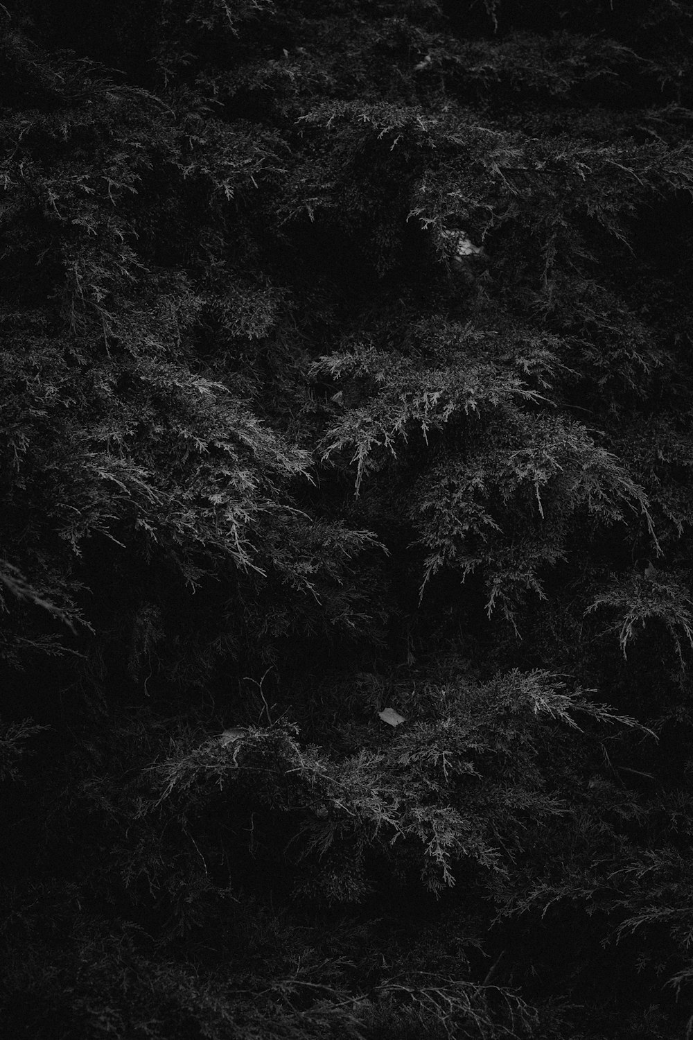 grayscale photo of plants and trees