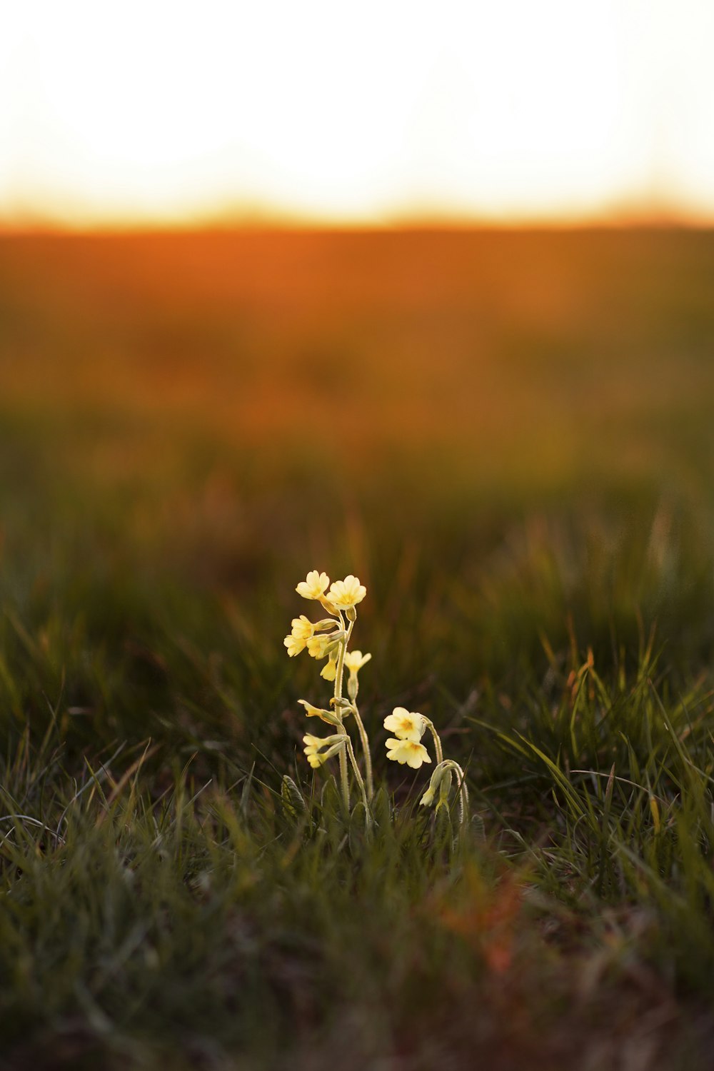 white flowers on green grass field during daytime