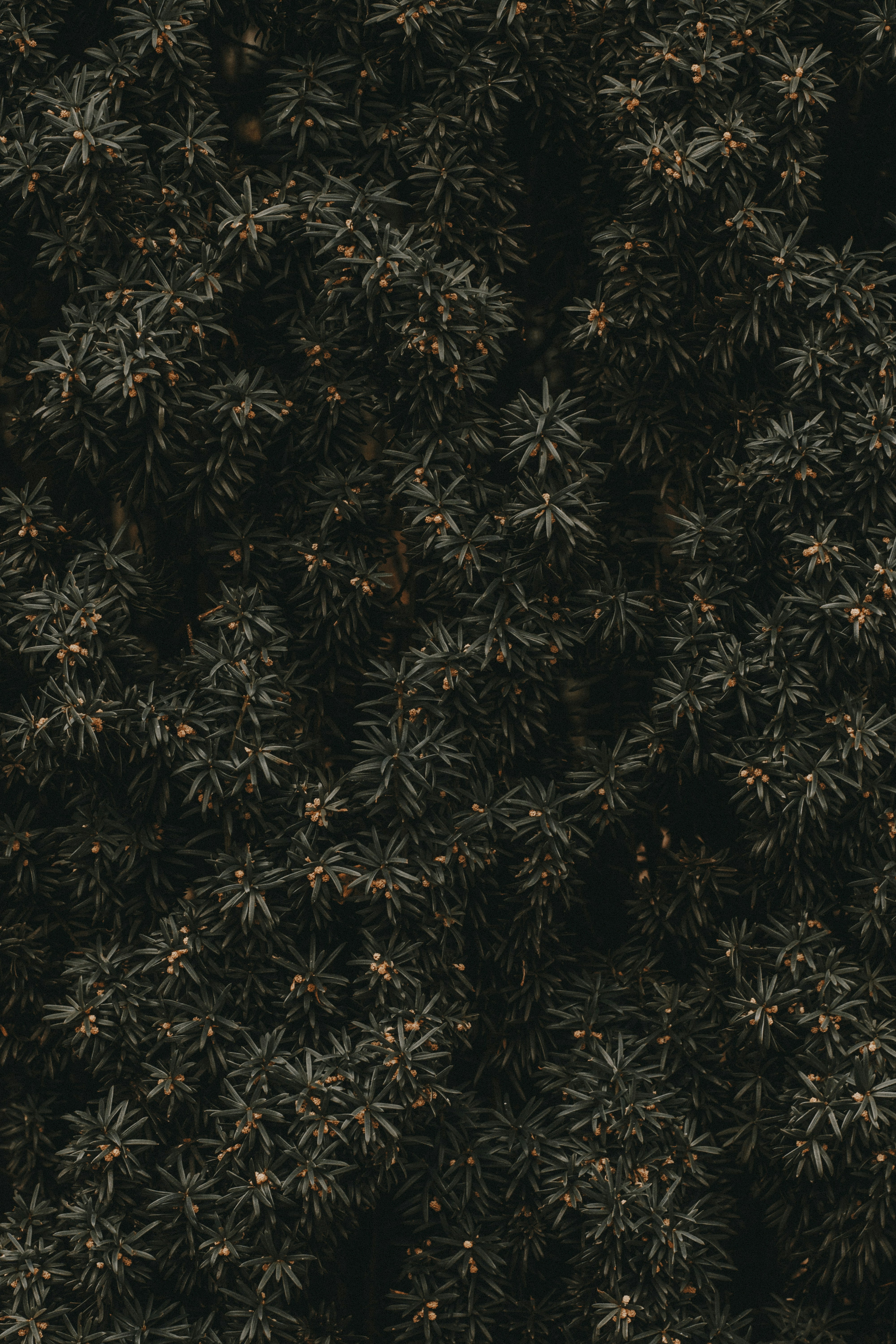 Photo by giorgiiremadze