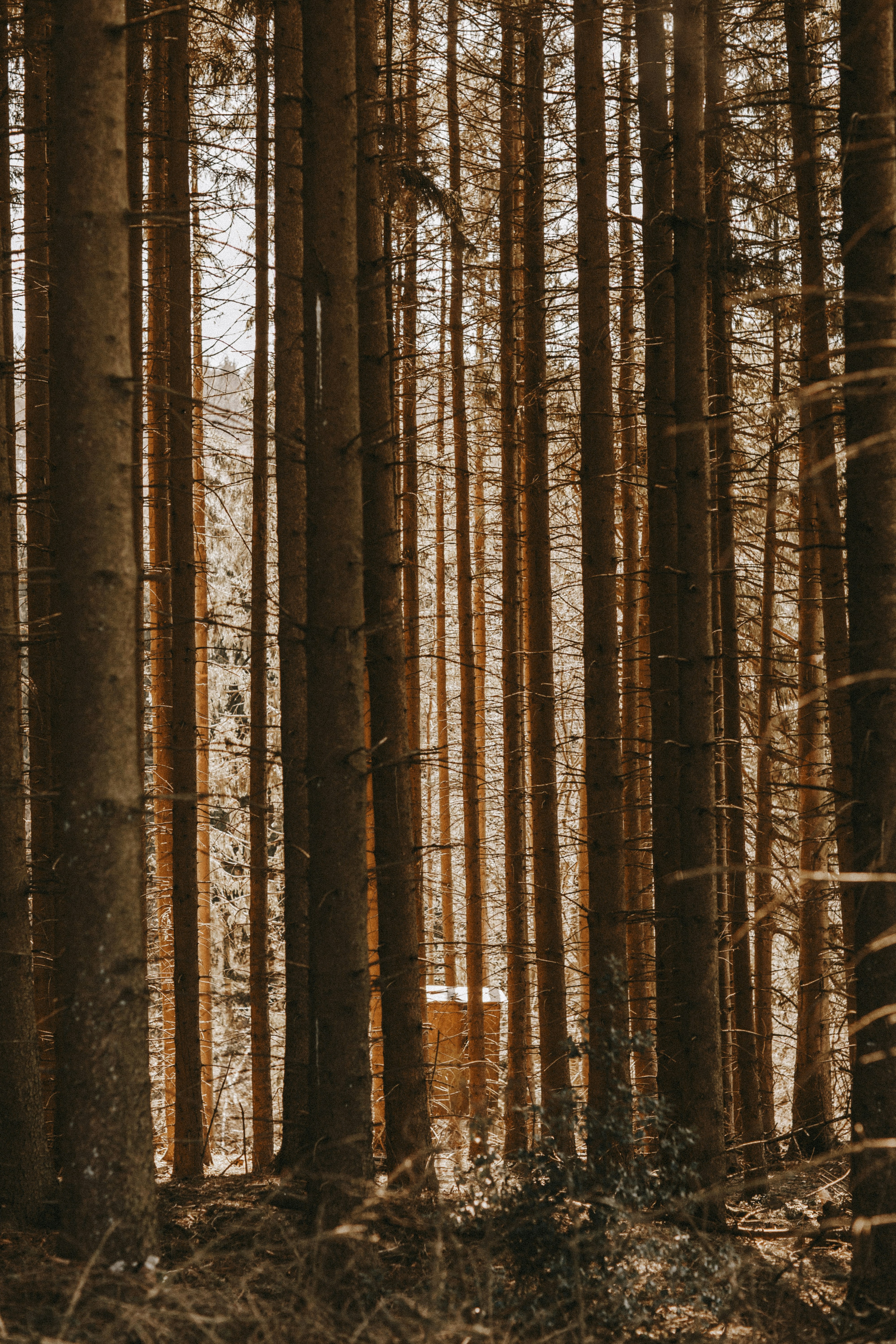 Photo by giorgiiremadze