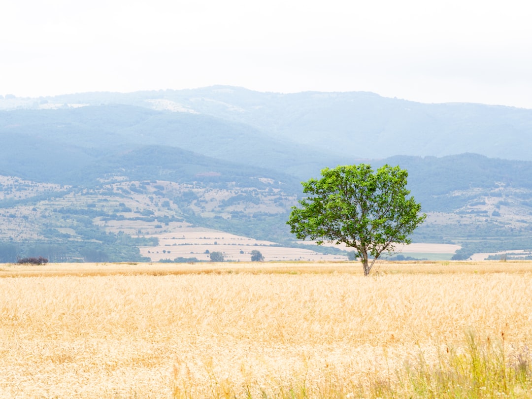 green tree on brown field during daytime