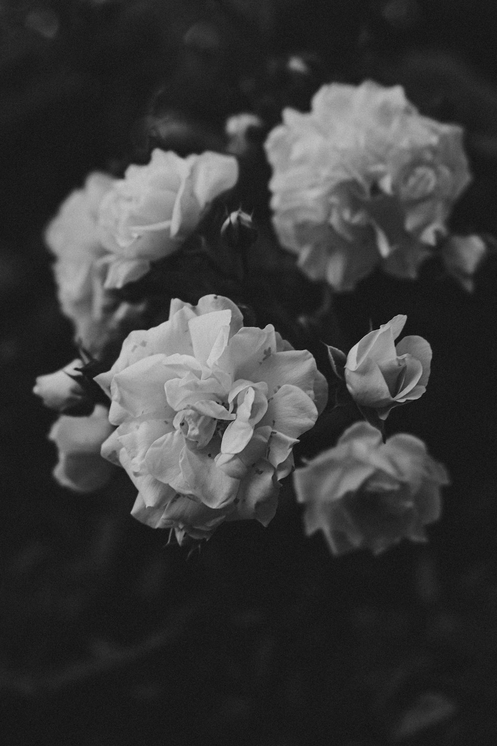 Graustufenfoto von weißen Blumen