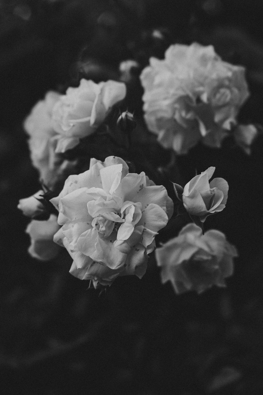 grayscale photo of white flowers