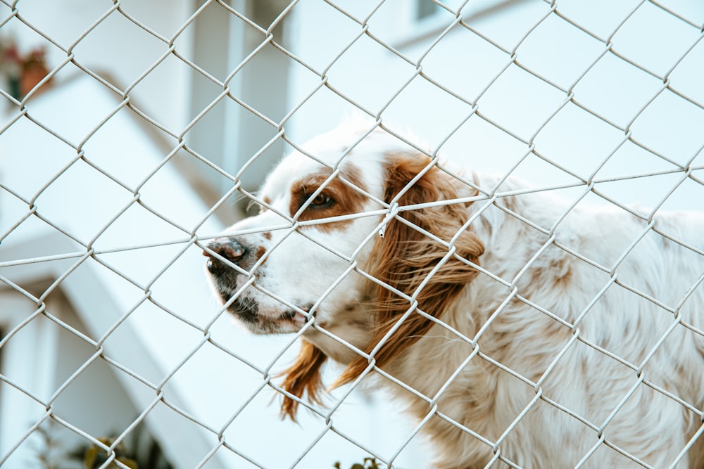 white and brown long coated dog in cage