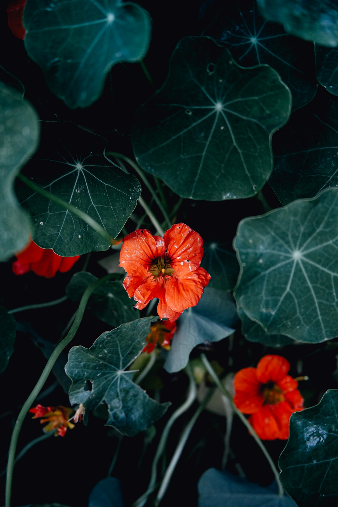 red flower with green leaves