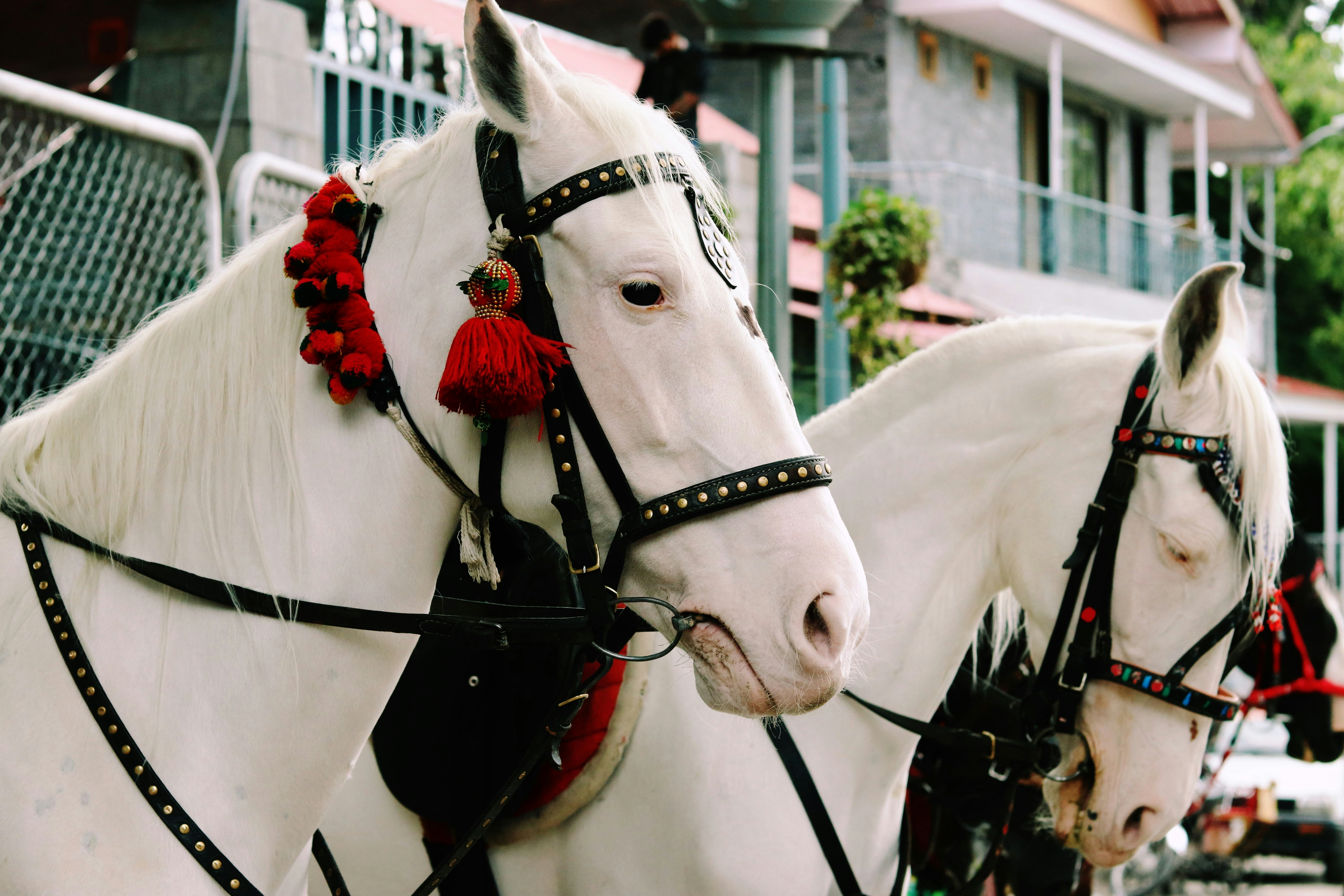 頭に赤いリボンの白い馬の写真 Unsplashで見つける動物の無料写真