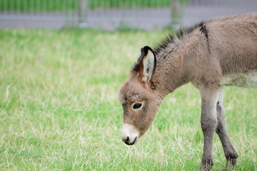 brown horse on green grass field during daytime