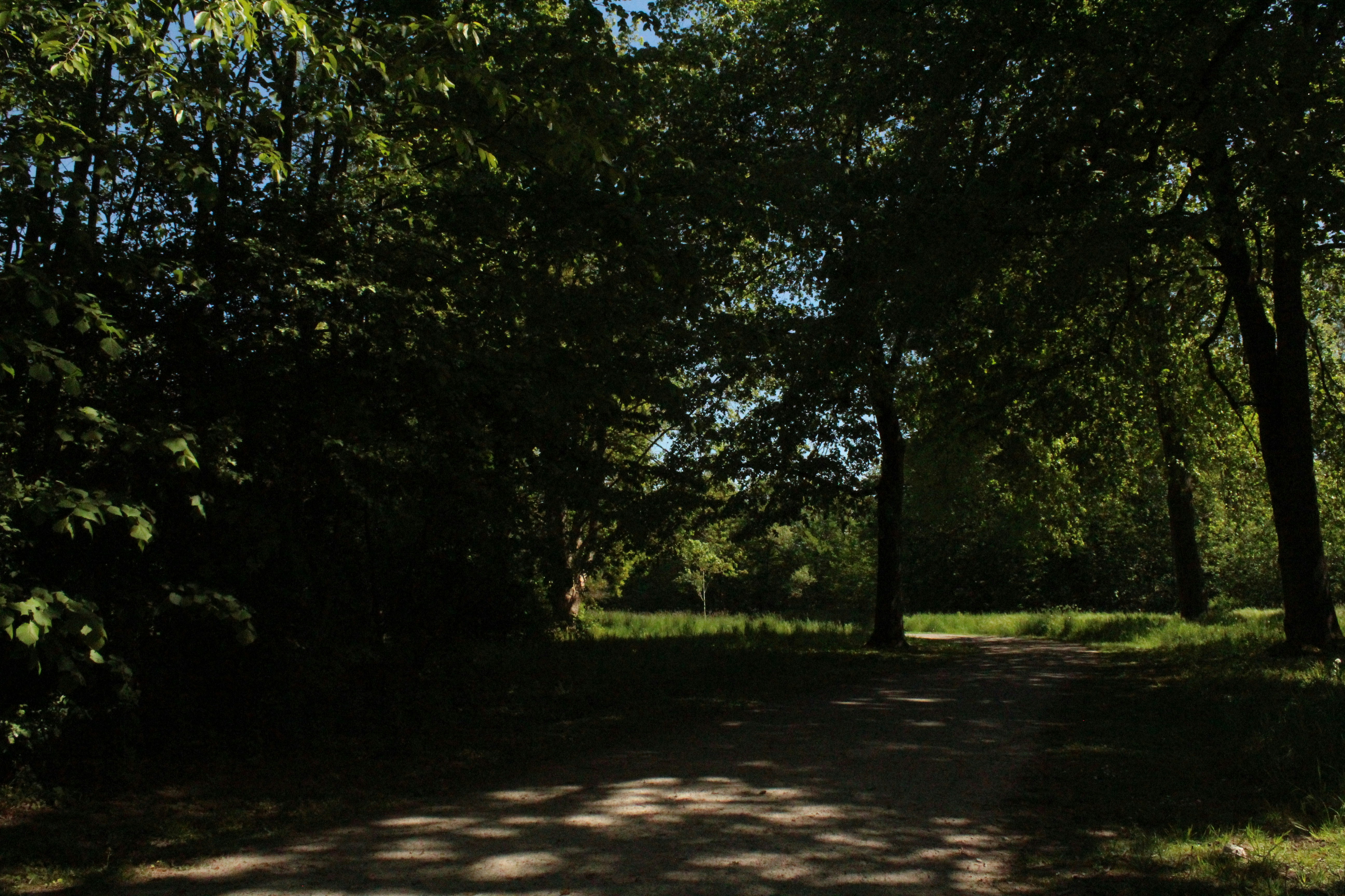 A tranquil forest path winding through dense greenery.