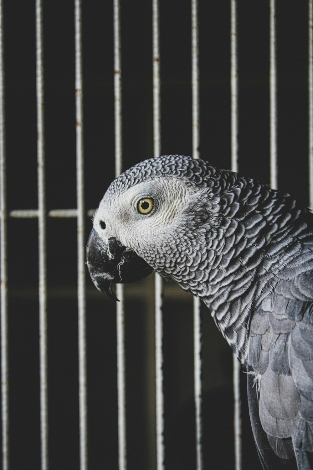 grey and black bird in cage