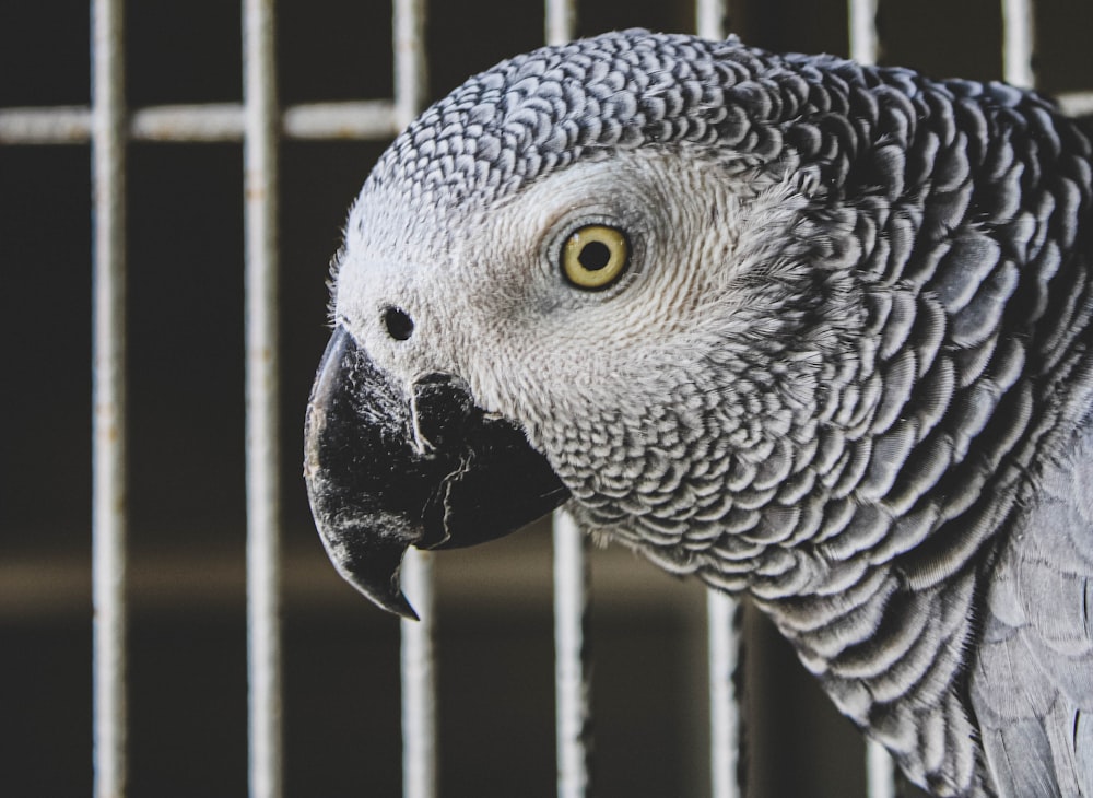 grey and black owl on cage