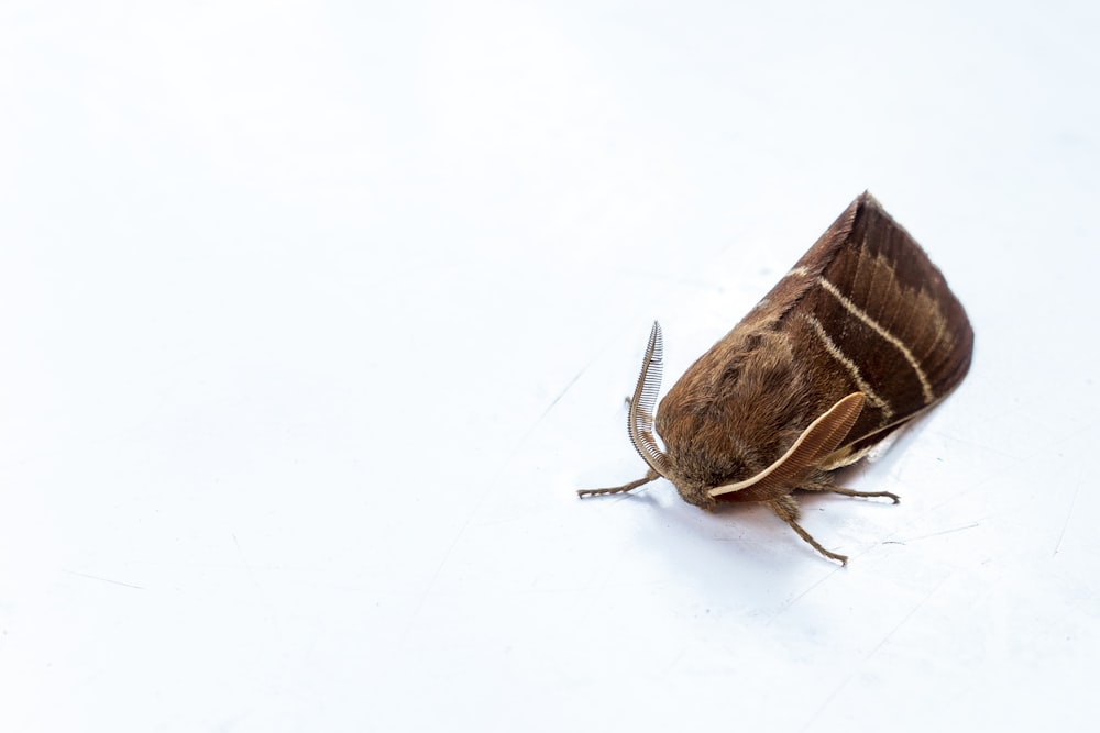 brown and white moth on white surface