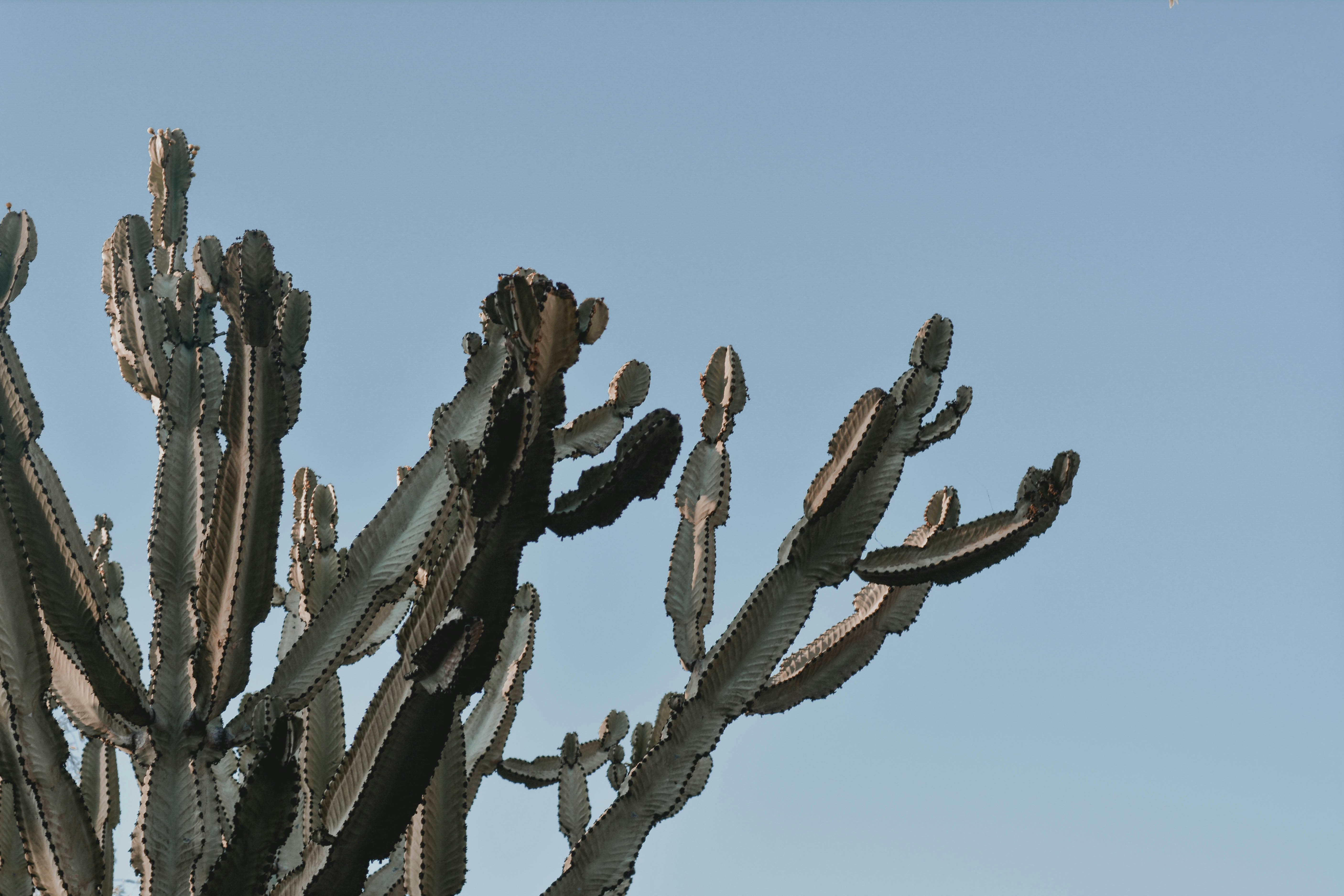 Brauner Kaktus unter blauem Himmel tagsber Foto  Kostenloses Bild zum  Thema Grau auf Unsplash