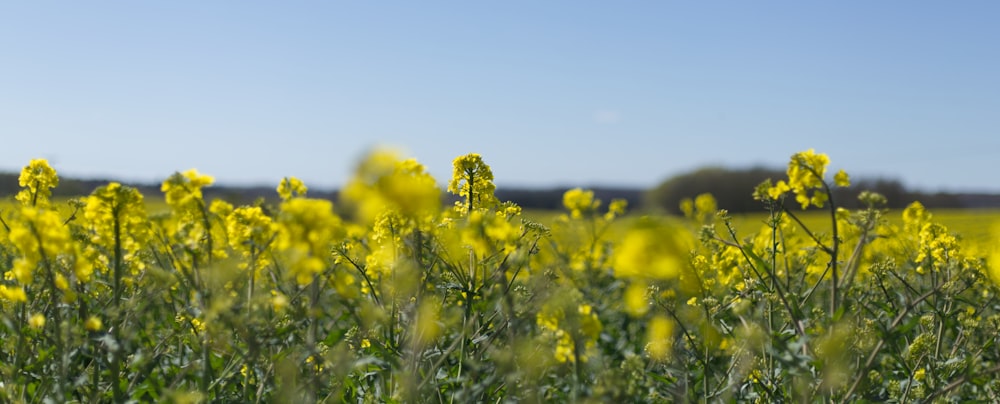 yellow flower field during daytime