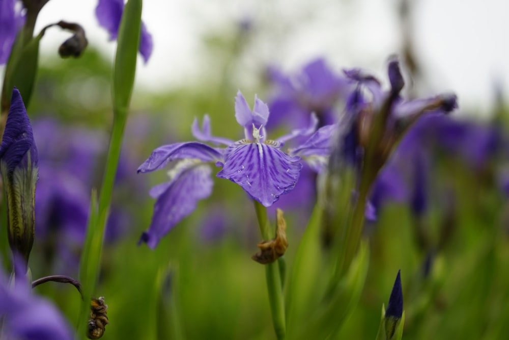 purple flower in tilt shift lens