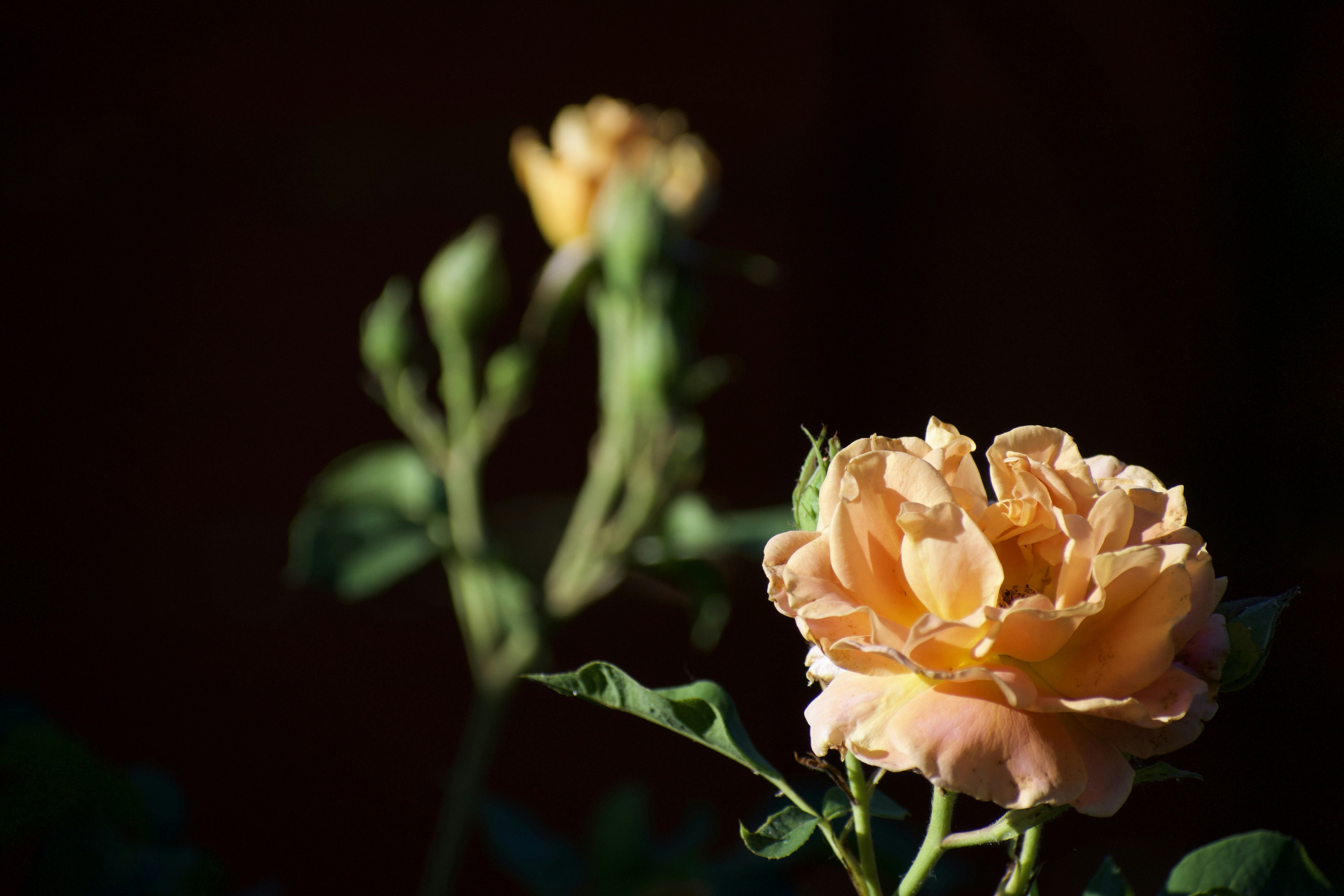 Photo by elisastonephotography