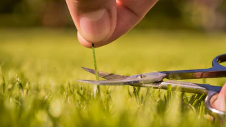 A gardener giving a lawn precision care, trimming a blade of grass with scissors for a perfectly man