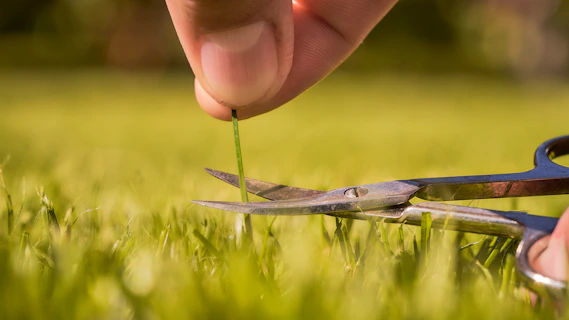 A gardener giving a lawn precision care, trimming a blade of grass with scissors for a perfectly man