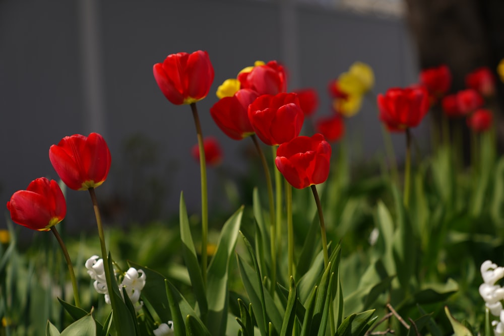 red tulips in bloom during daytime