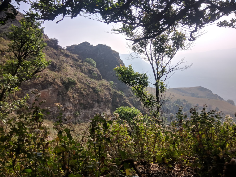 green trees on mountain during daytime