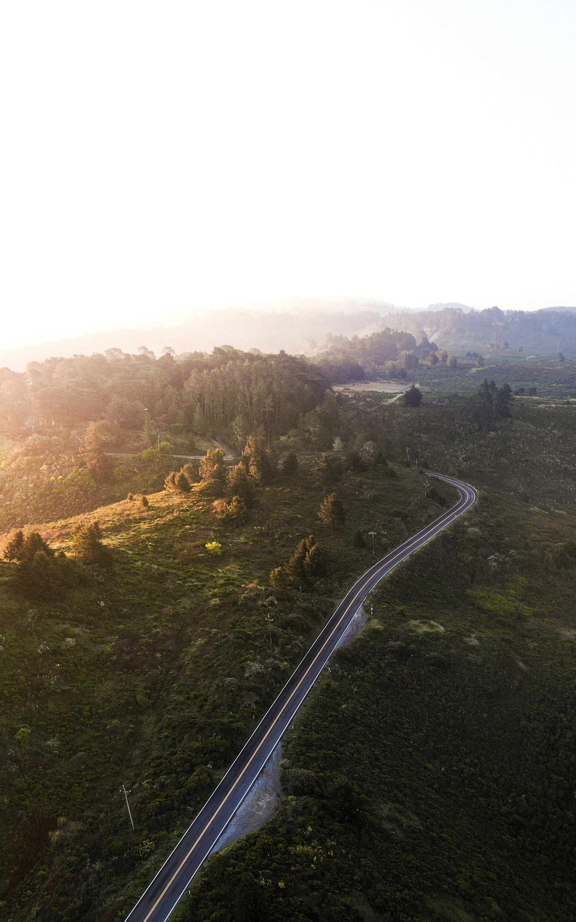 푸른 나무 한가운데에 회색 아스팔트 도로