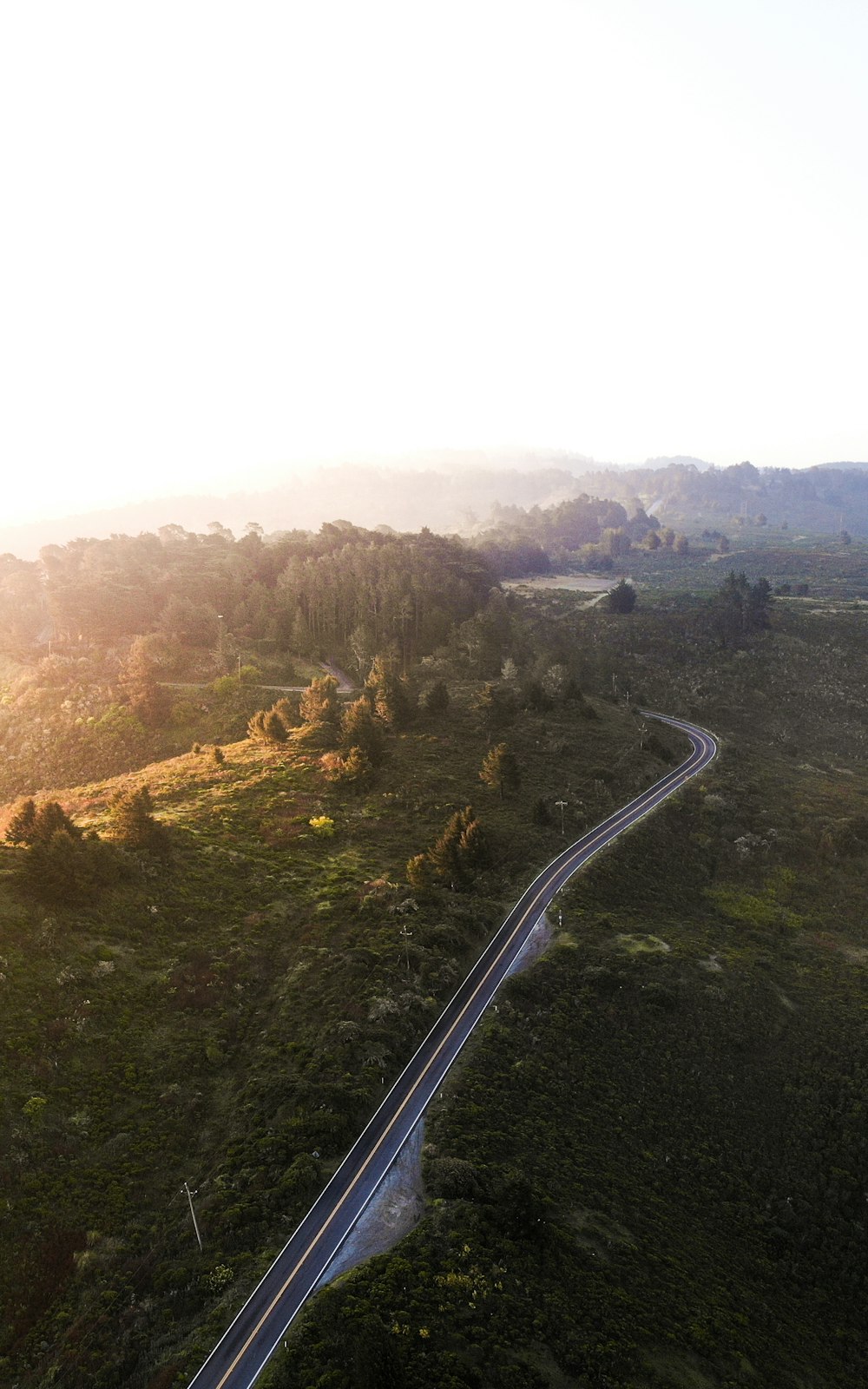 gray asphalt road in the middle of green trees