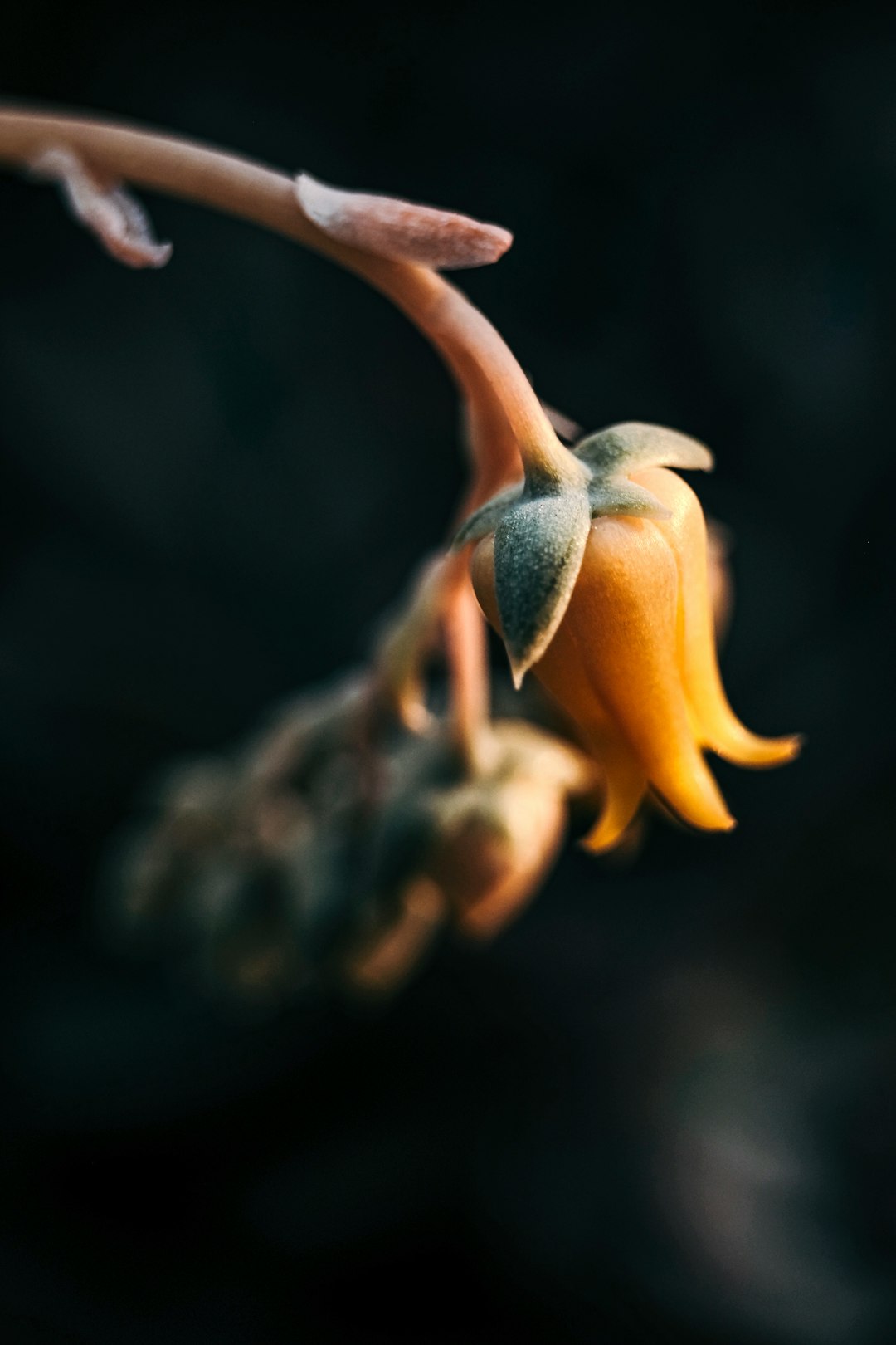 yellow and brown flower in tilt shift lens