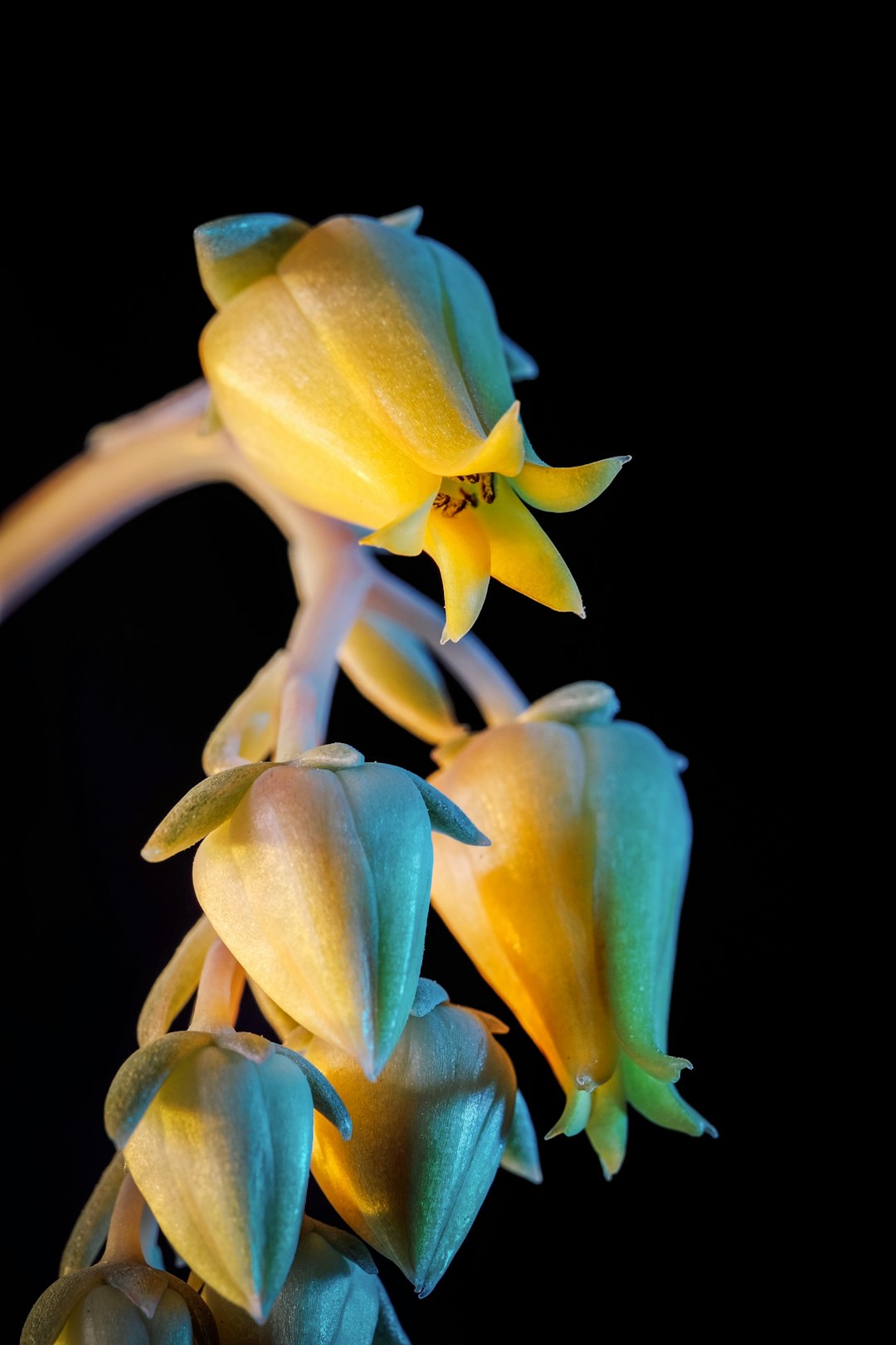 yellow and green flower in close up photography