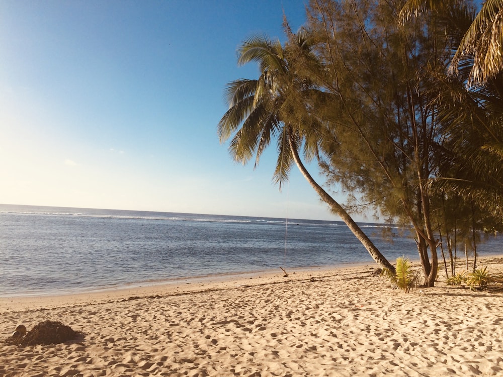 green palm tree on beach during daytime