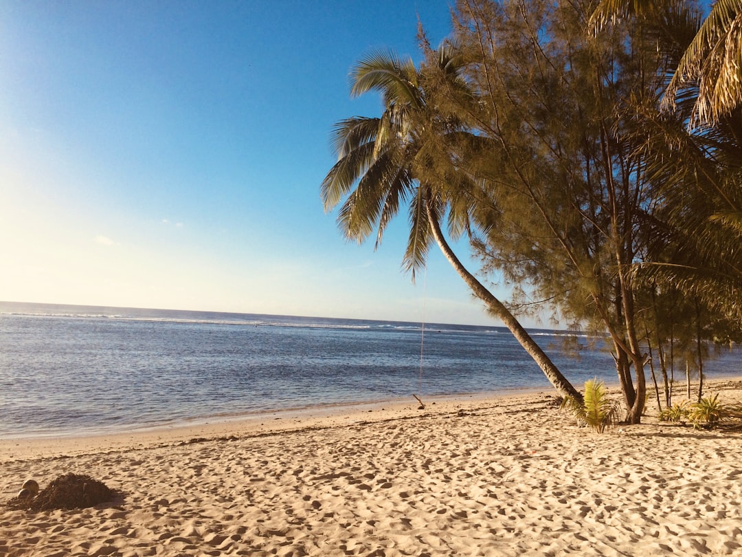 green palm tree on beach during daytime