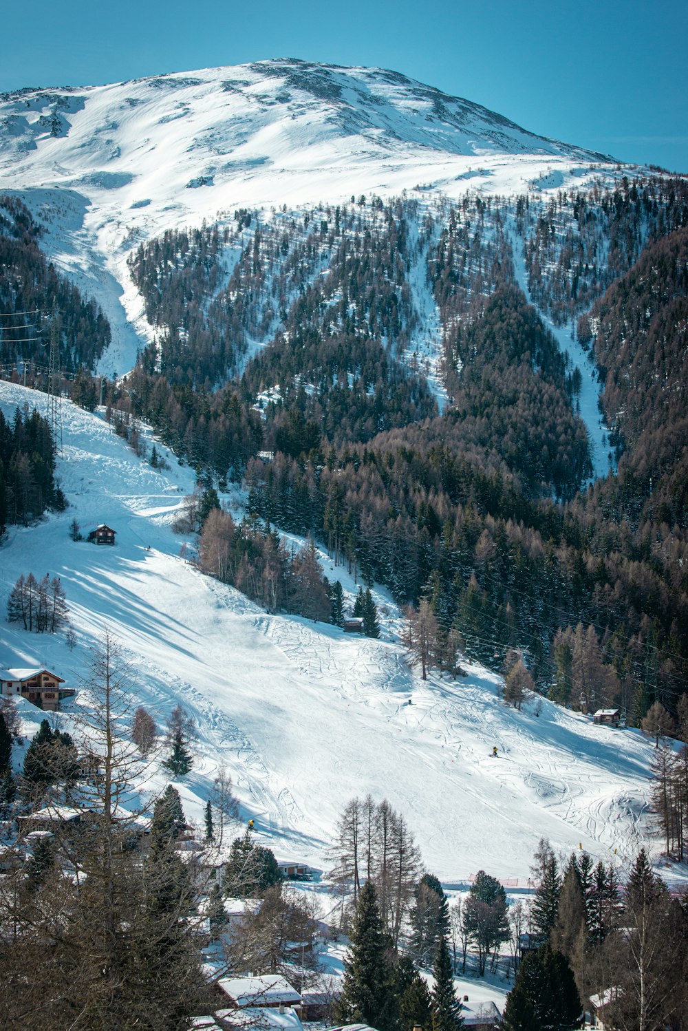 green pine trees on snow covered mountain during daytime