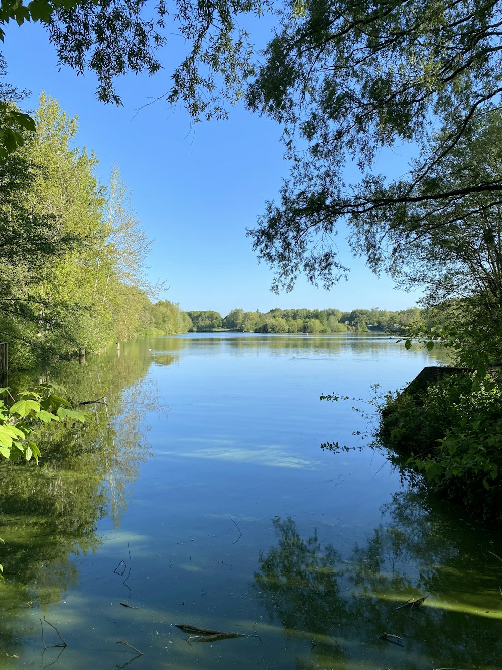 green trees beside river under blue sky during daytime