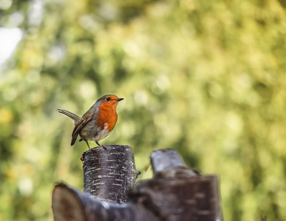 brown and gray bird on brown wooden fence during daytime