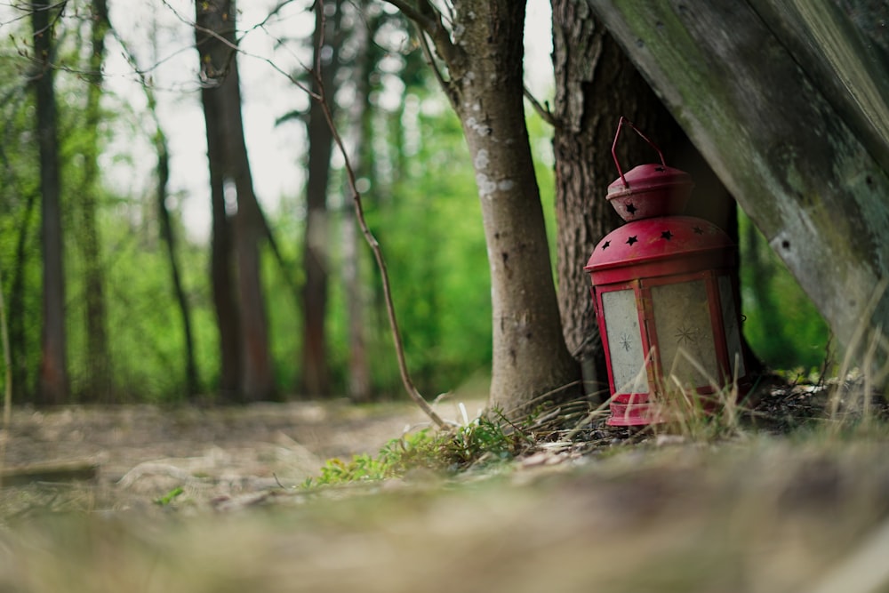 red fire hydrant near brown tree during daytime