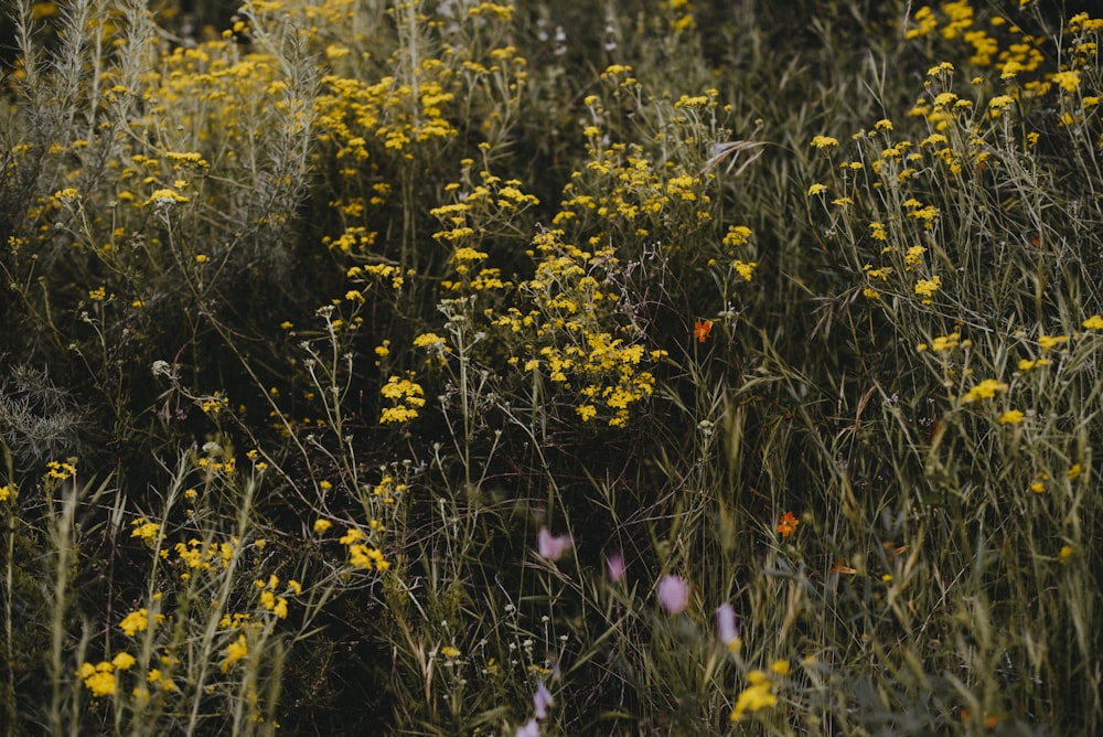 yellow flowers in green grass field during daytime